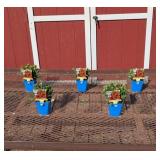 5 Dwarf Red Touched Yellow Blanket Flower Plants