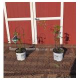 2 Purple Happy Jack Clematis Plants