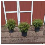 3 Peach Blossom Plume Flower Astilbe Plants