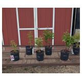 6 Red, White & Raspberry Sundae Collection Peony P