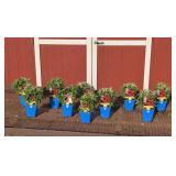 10 Dwarf Red Cherry Pops Bee Balm Plants