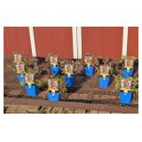 10 Mixed Colors Gallery Lupine Plants