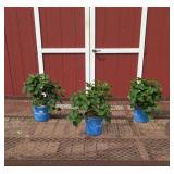3 Rebloomer Blue Bloomstuck Mop Head Hydrangea Pla