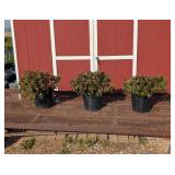3 Hardy Hot Pink Evergreen Azalea Plants