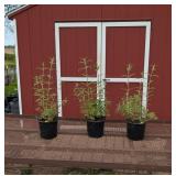 3 Fragrant Purple Butterfly Bush Plants