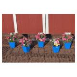 5 Dwarf Pink I Love You Dianthus Plants