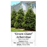 12 Green Giant Arborvitae Plants