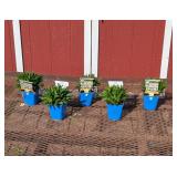 5 Dwarf White Whoops-A-Daisy Shasta Daisy Plants