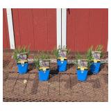 5 Fragrant Phenomenal Blue Lavender Plants