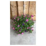 Pink Purple Petunia Hanging Basket