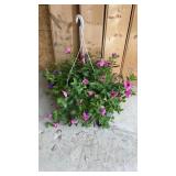 Pink Purple Petunia Hanging Basket