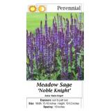 4 Blue Noble Knight Salvia Sage Plants