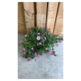 Pink Purple Petunia Hanging Basket