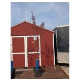 2 Profusion Hot Pink Crabapple Trees