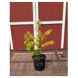 Amber Glow Dawn Redwood