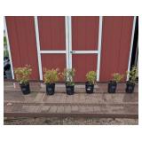 Blueberry Patch Collection