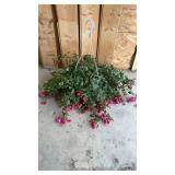 Fuchsia Hanging Basket