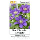 3 Purple Chevalier Velvet Clematis Vine Plants