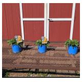 3 Rudbeckia Black-Eye Susan Plants