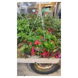 Chenille Firetail Hanging Basket