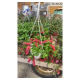 Chenille Firetail Hanging Basket