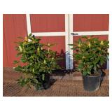 2 Rosy Lavender Elegant Rhododendron Plants