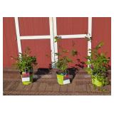3 Red Knock Out Double Rose Plants