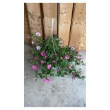 Pink Purple Petunia Hanging Basket