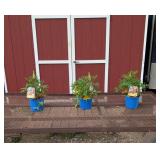 3 Manhattan Lights Super Duper Lupine Plants