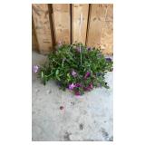 Pink Purple Petunia Hanging Basket