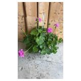 Pink Geranium Hanging Basket