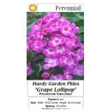 4 Grape Lillipop Garden Phlox Plants