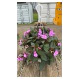 New Guinea Impatiens Hanging Basket