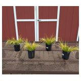 4 Dwarf Golden Ornamental Grass Plants