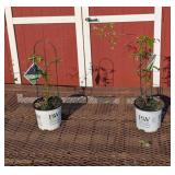 2 Hot Pink Profusion Crabapple Tree