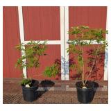 2 Elderberry Plants-Pollinator Pair