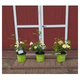 3 Yellow Easy Bee-Zy Knock Out Rose Plants