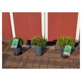3 Dwarf Mugo Pine Plants