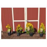 4 Forever Goldy Arborvitae Plants