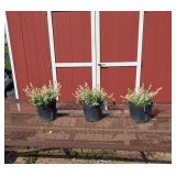 3 Japanese Dappled Willow Plants