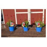 3 Red Scarlet Tempest Grecian Rose Geum Plants