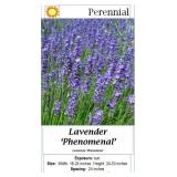 5 Phenomenal Fragrant Blue Lavender Plants