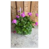 Pink Geranium Hanging Basket