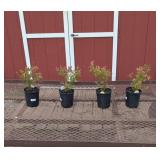 4 Legacy Blueberry Plants