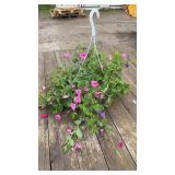 Mixed Petunia Hanging Basket