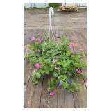 Mixed Petunia Hanging Basket