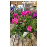 Large Hot Pink Geranium Hanging Basket