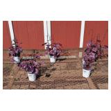 5 Wildberry Coral Bell Plants