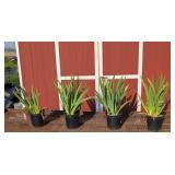 4 Reblooming Blue & White Bearded Iris Plants