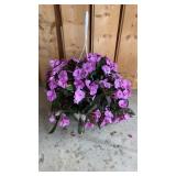 Lavender Sun Patien Hanging Basket